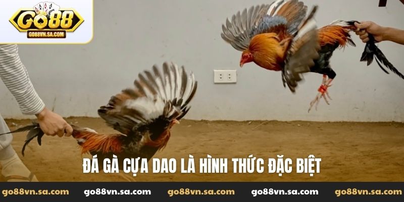 Đá gà cựa dao là hình thức đặc biệt