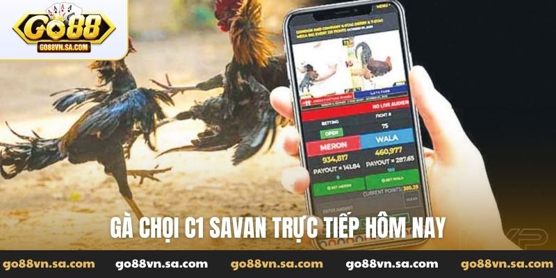 gà chọi C1 Savan trực tiếp hôm nay