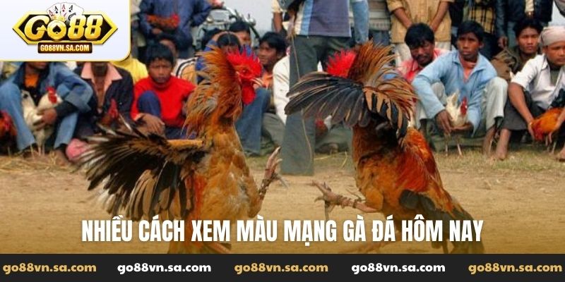 Nhiều cách xem màu mạng gà đá hôm nay
